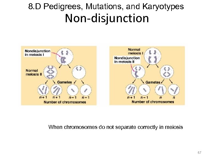 8. D Pedigrees, Mutations, and Karyotypes Non-disjunction When chromosomes do not separate correctly in