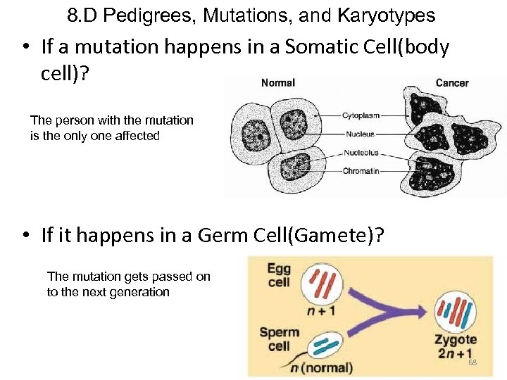 8. D Pedigrees, Mutations, and Karyotypes • If a mutation happens in a Somatic