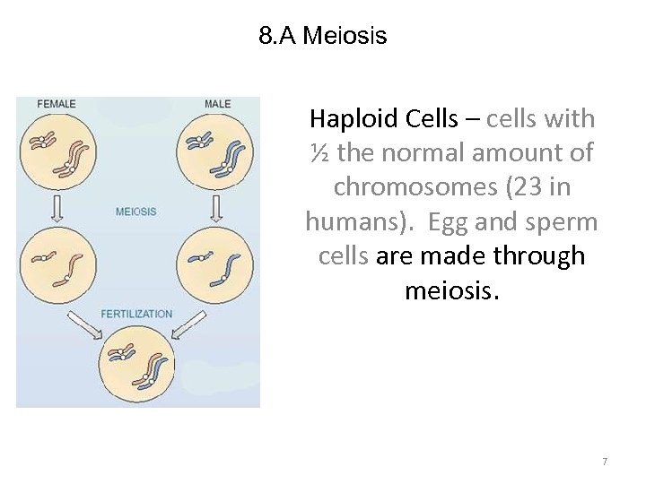 8. A Meiosis Haploid Cells – cells with ½ the normal amount of chromosomes