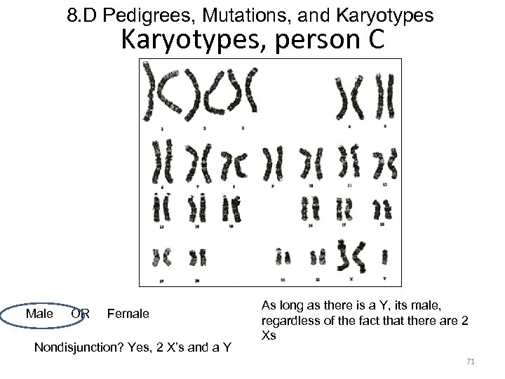 8. D Pedigrees, Mutations, and Karyotypes, person C Male OR Female Nondisjunction? Yes, 2