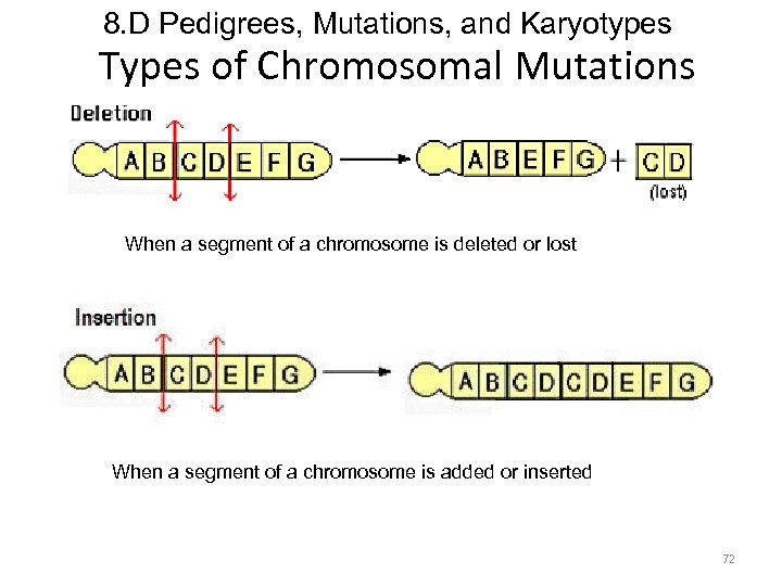 8. D Pedigrees, Mutations, and Karyotypes Types of Chromosomal Mutations When a segment of