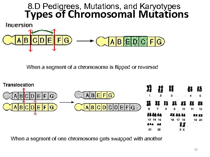 8. D Pedigrees, Mutations, and Karyotypes Types of Chromosomal Mutations When a segment of