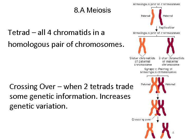 8. A Meiosis Tetrad – all 4 chromatids in a homologous pair of chromosomes.