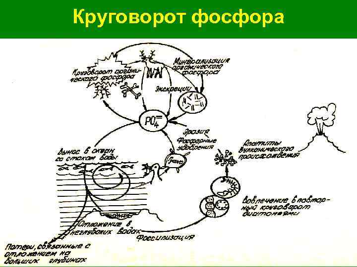 Нарисовать круговорот фосфора