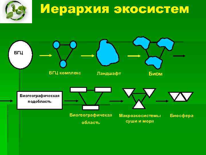 Биосфера биогеоценоз. Иерархия экосистем. Иерархия экосистем биосферы. Иерархия экологических систем. Иерархия наземных экосистем.