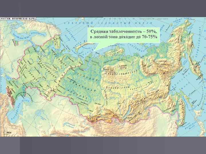 Средняя заболоченность – 50%, в лесной зоне доходит до 70 -75% 