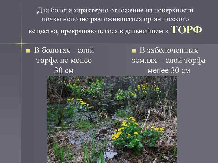 Таблица болот растения. Растения для болотистой почвы. Типичные растения болота. Разложение растительности на болотах.