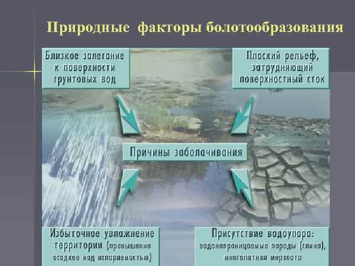 Природные факторы болотообразования 1. Климатические: избыточная влажность; 2. Геоморфологические: особенности рельефа - наличие низин,
