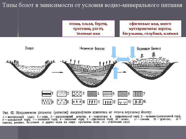 Виды болот