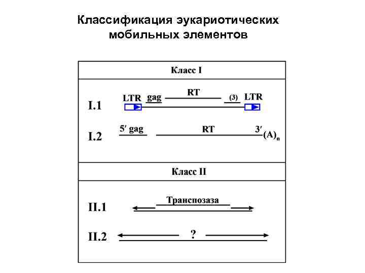 Классификация эукариотических мобильных элементов 