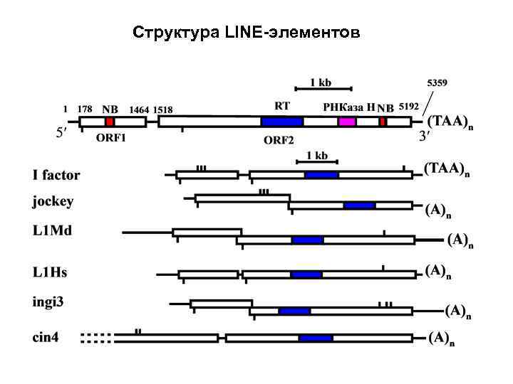 Структура LINE-элементов 