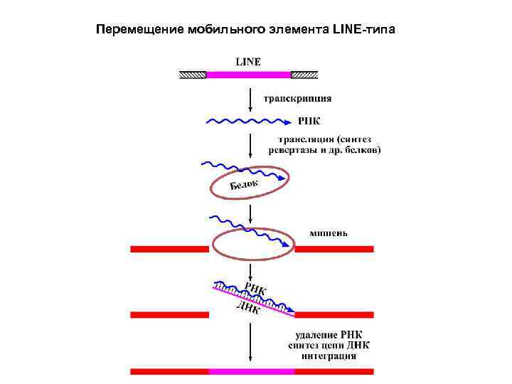 Перемещение мобильного элемента LINE-типа 