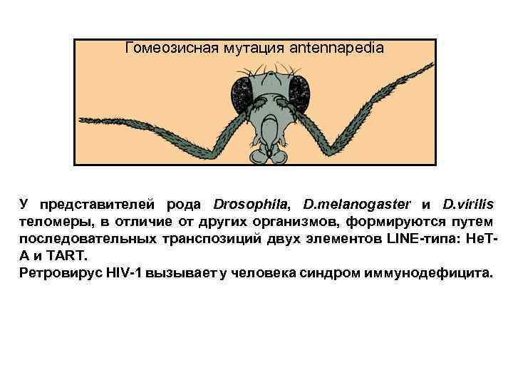 Гомеозисная мутация antennapedia У представителей рода Drosophila, D. melanogaster и D. virilis теломеры, в