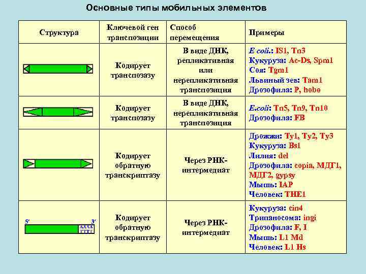 Основные типы мобильных элементов Структура Ключевой ген транспозиции Способ перемещения Примеры Кодирует транспозазу В