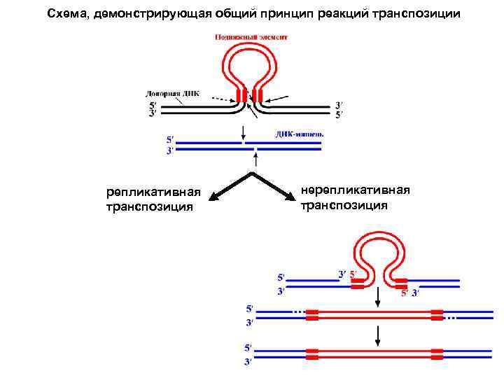Схема, демонстрирующая общий принцип реакций транспозиции репликативная транспозиция нерепликативная транспозиция 