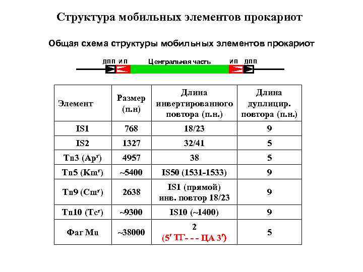 Структура мобильных элементов прокариот Общая схема структуры мобильных элементов прокариот ДП П И П
