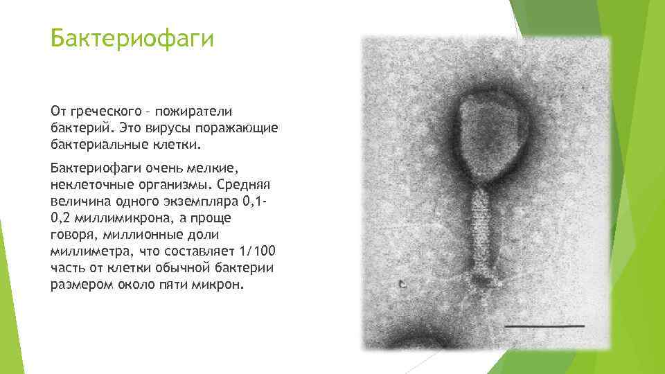Бактериофаги От греческого – пожиратели бактерий. Это вирусы поражающие бактериальные клетки. Бактериофаги очень мелкие,