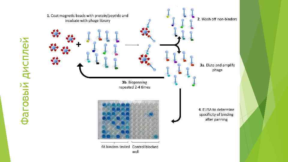 Фаговый дисплей 