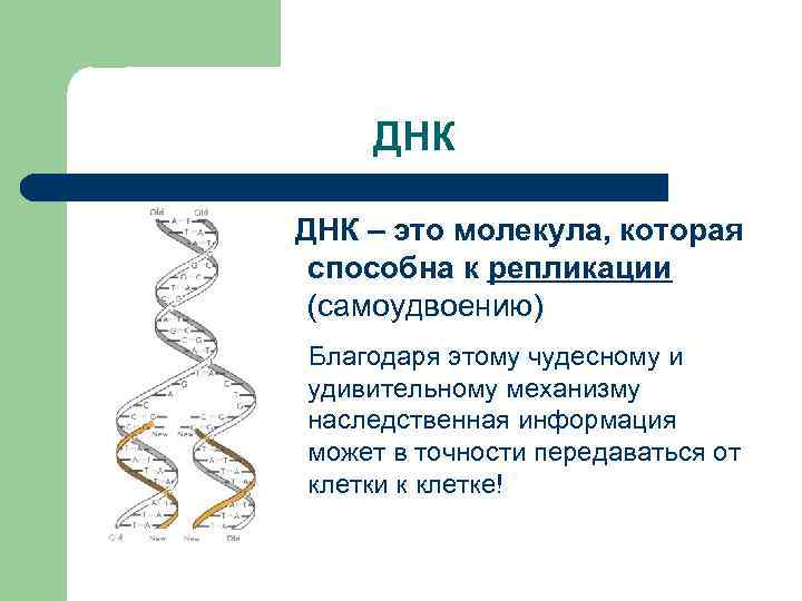 ДНК – это молекула, которая способна к репликации (самоудвоению) Благодаря этому чудесному и удивительному