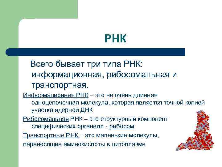 РНК Всего бывает три типа РНК: информационная, рибосомальная и транспортная. Информационная РНК – это