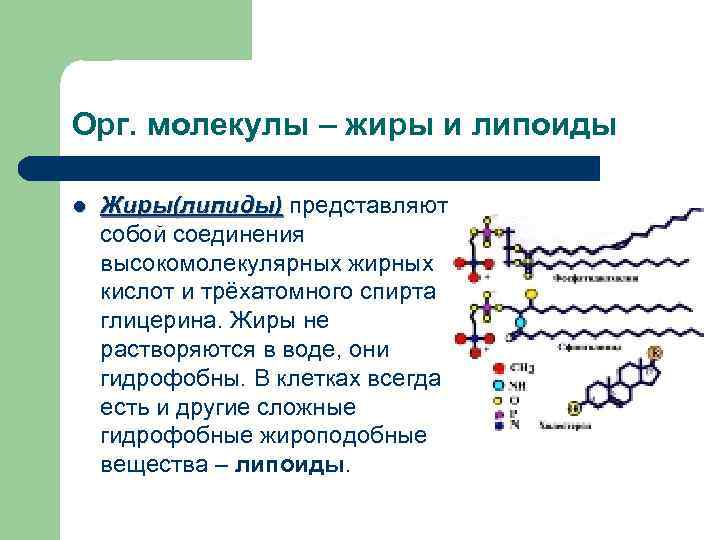 Орг. молекулы – жиры и липоиды l Жиры(липиды) представляют Жиры(липиды) собой соединения высокомолекулярных жирных