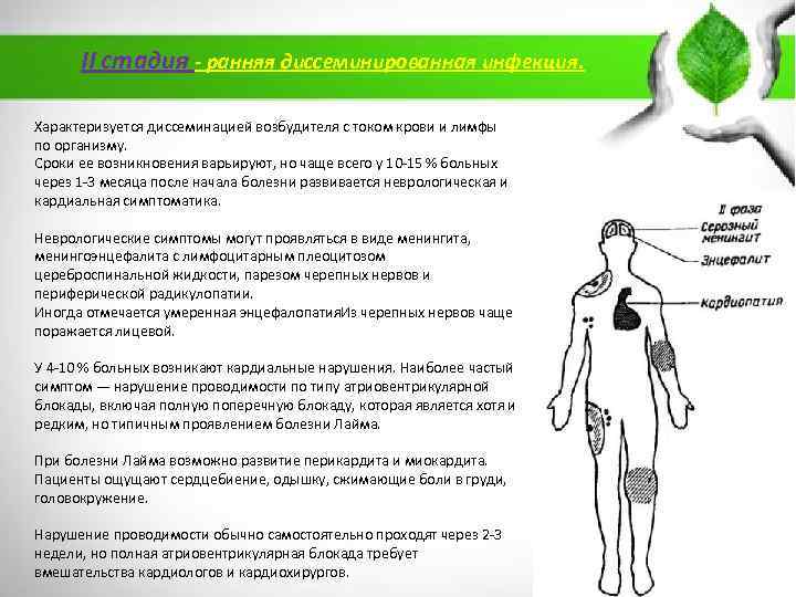 II стадия - ранняя диссеминированная инфекция. Характеризуется диссеминацией возбудителя с током крови и лимфы