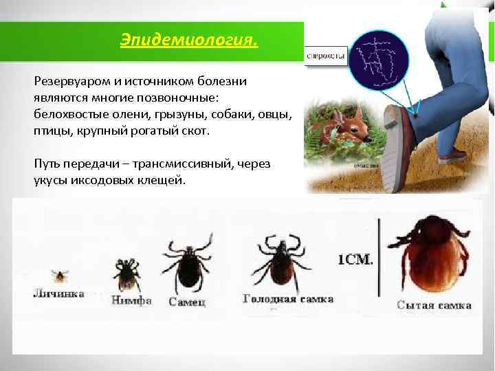 Эпидемиология. Резервуаром и источником болезни являются многие позвоночные: белохвостые олени, грызуны, собаки, овцы, птицы,