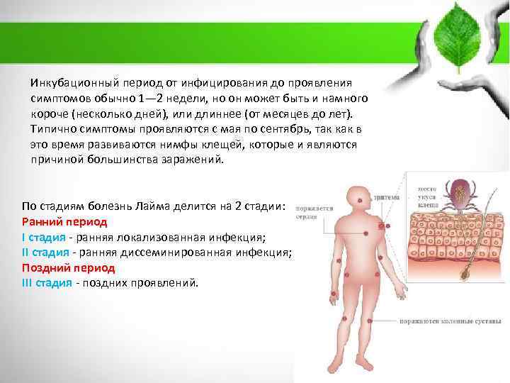 Инкубационный период от инфицирования до проявления симптомов обычно 1— 2 недели, но он может