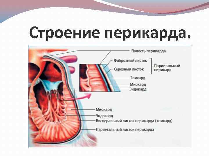 Строение перикарда. 