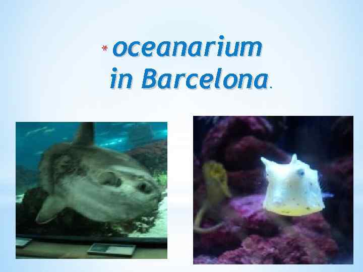 oceanarium in Barcelona. * 