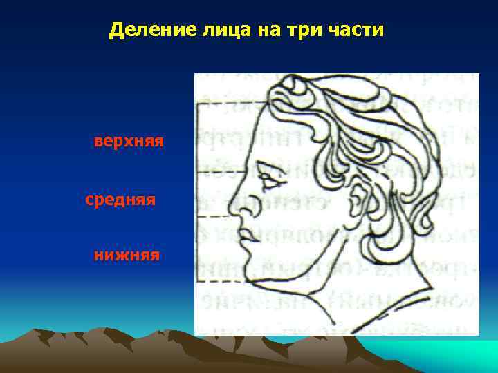 Деление лица на три части верхняя средняя нижняя 