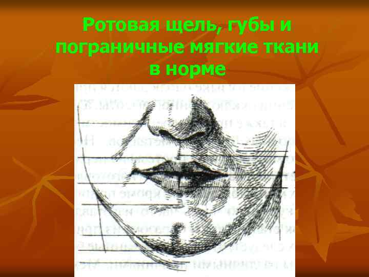 Ротовая щель, губы и пограничные мягкие ткани в норме 