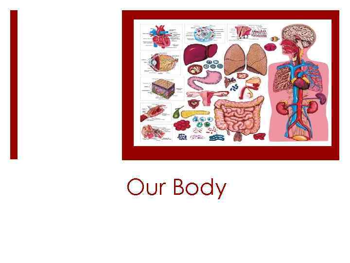 Our Body 