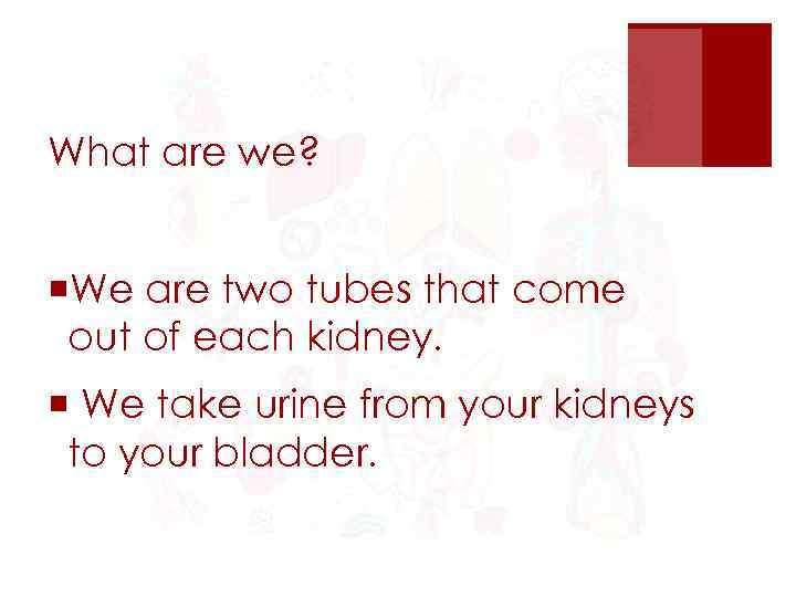 What are we? ¡We are two tubes that come out of each kidney. ¡