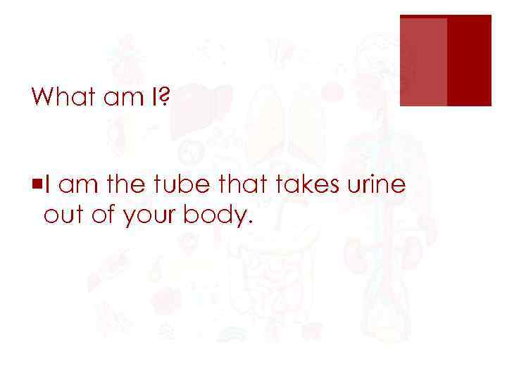What am I? ¡I am the tube that takes urine out of your body.