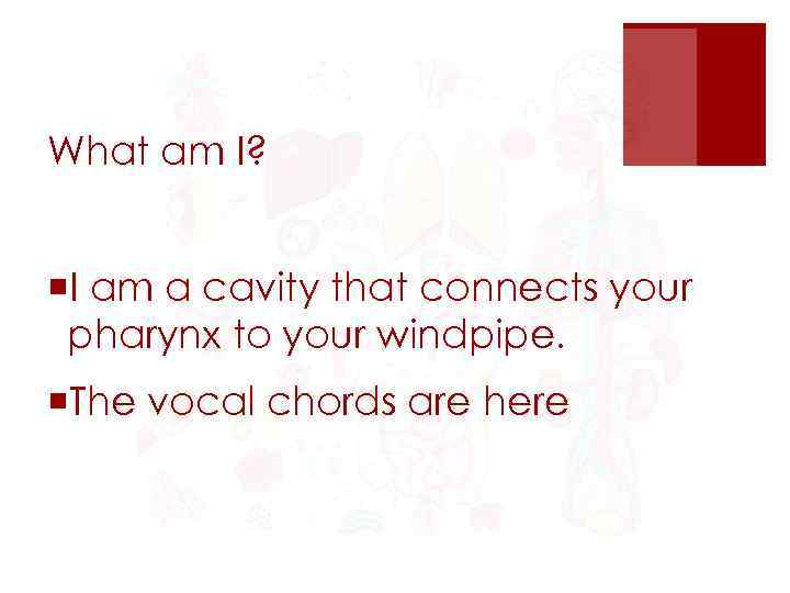 What am I? ¡I am a cavity that connects your pharynx to your windpipe.