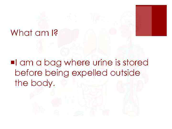 What am I? ¡I am a bag where urine is stored before being expelled