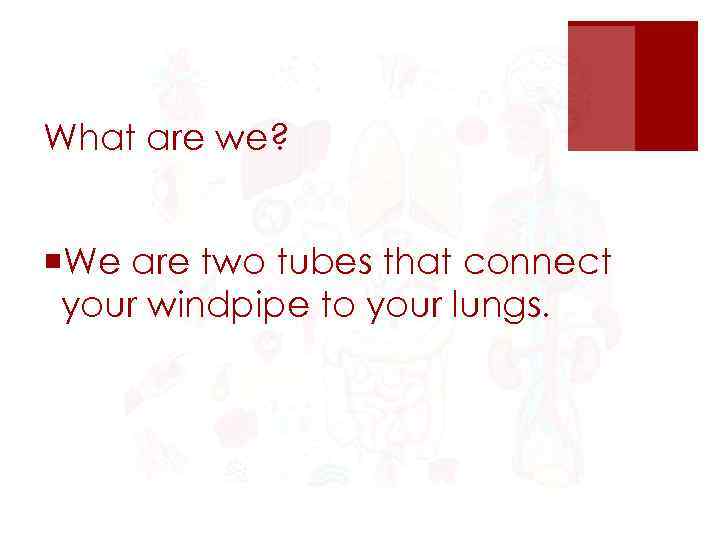 What are we? ¡We are two tubes that connect your windpipe to your lungs.