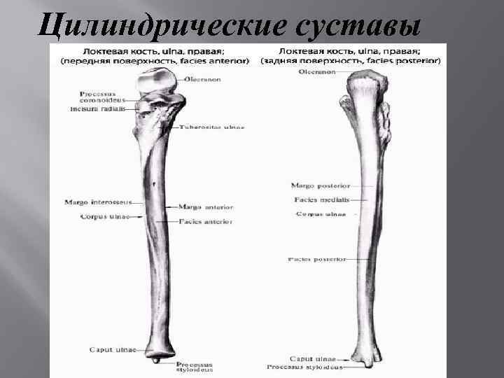 Биомеханика суставов