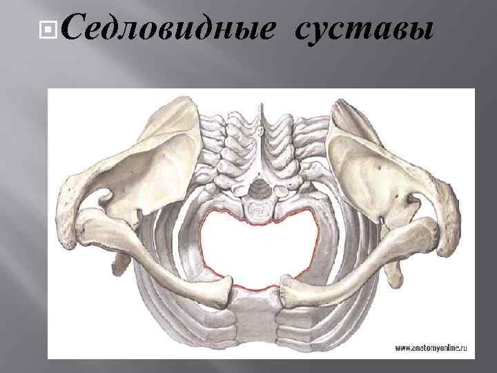  Седловидные суставы 