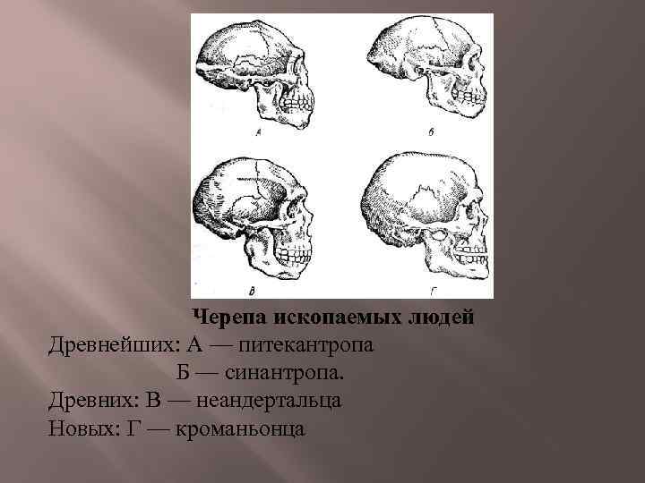 Череп питекантропа рисунок