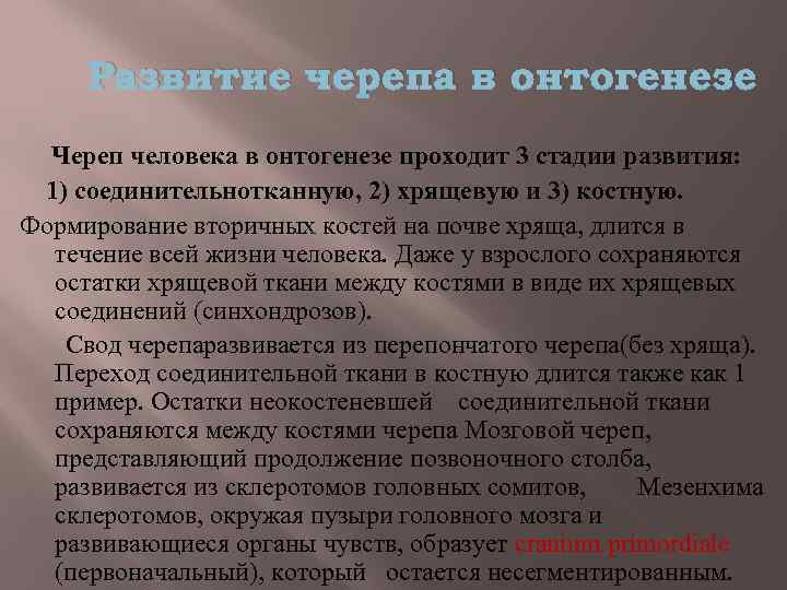 Развитие черепа в онтогенезе Череп человека в онтогенезе проходит 3 стадии развития: 1) соединительнотканную,