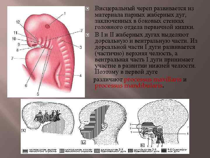  Висцеральный череп развивается из материала парных жаберных дуг, заключенных в боковых стенках головного