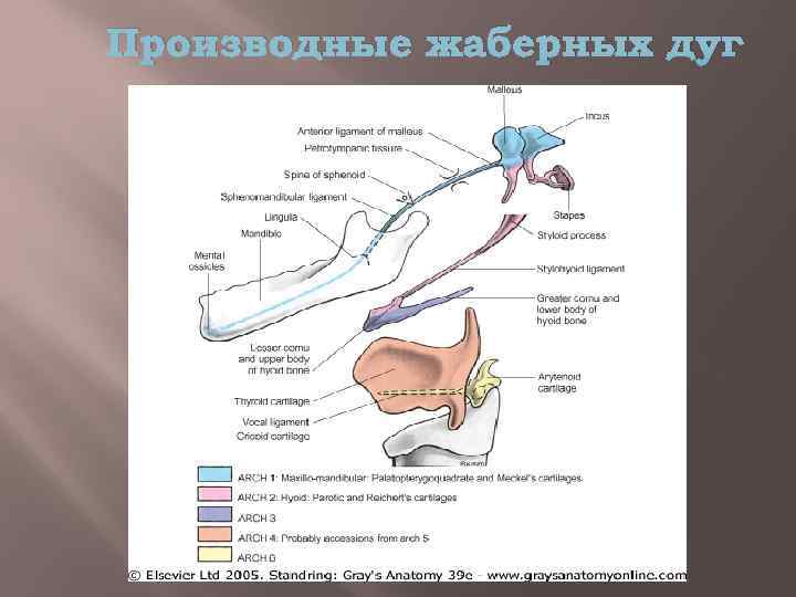 Производные жаберных дуг 