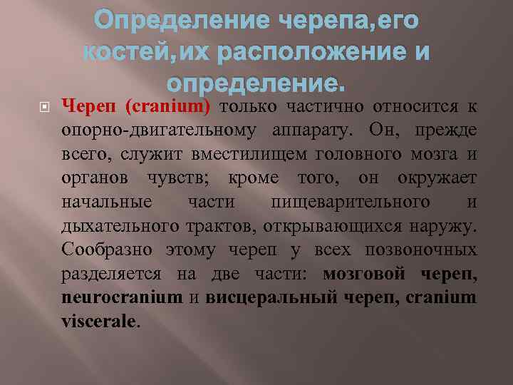 Определение черепа, его костей, их расположение и определение. Череп (cranium) только частично относится к