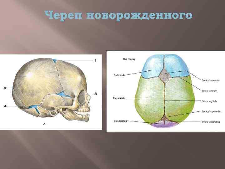 Череп новорожденного. Кости черепа у новорожденного. Череп новорожденного вид спереди. Схема черепа новорожденного.