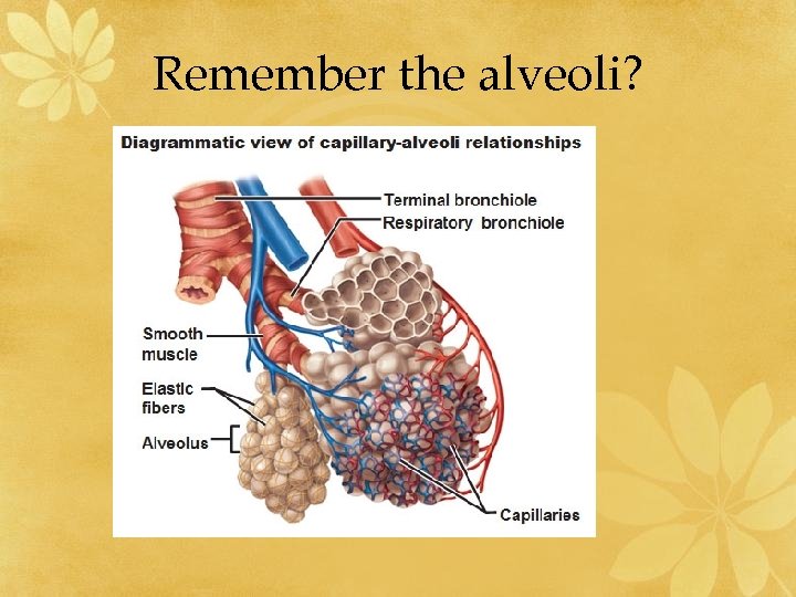 Remember the alveoli? 