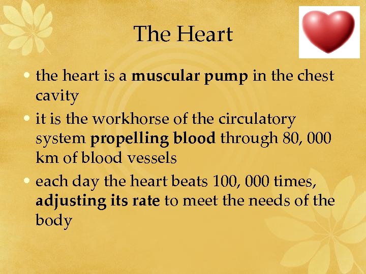 The Heart • the heart is a muscular pump in the chest cavity •