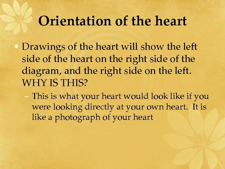 Orientation of the heart • Drawings of the heart will show the left side