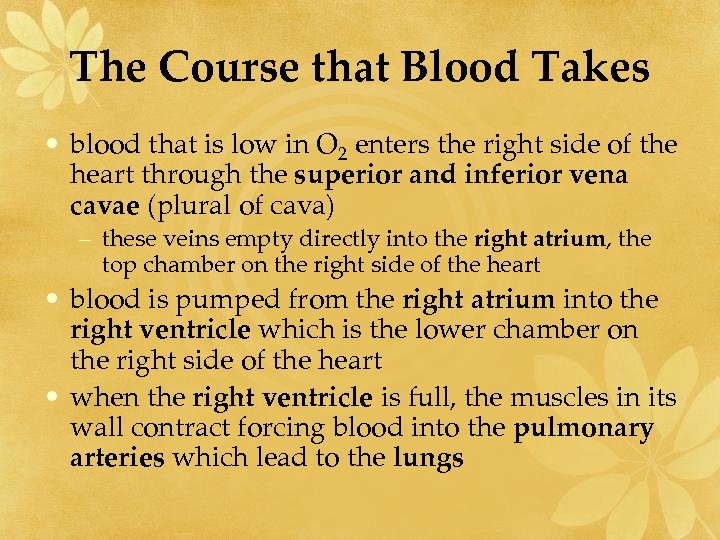 The Course that Blood Takes • blood that is low in O 2 enters